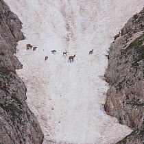 Apennine chamois (Rupicapra pyrenaica ornata) females and kids crossing a snowy field. Endemic to the Apennine mountains. Abruzzo, Italy, June.