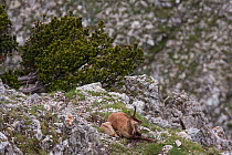 Apennine chamois (Rupicapra pyrenaica ornata) female with her newborn kid resting in mountain habitat. Endemic to the Apennine mountains. Abruzzo, Italy, June.