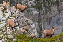 Apennine chamois (Rupicapra pyrenaica ornata) females and newborn kids in mountain habitat. Endemic to the Apennine mountains. Abruzzo, Italy, June.