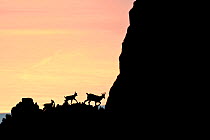 Apennine chamois (Rupicapra pyrenaica ornata) female and kids silhouetted against the waters of Adriatic Sea at sunrise. Endemic to the Apennine mountains. Majella National Park. Abruzzo, Italy, July.