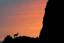 Apennine chamois (Rupicapra pyrenaica ornata) silhouetted against the waters of Adriatic Sea at sunrise. Endemic to the Apennine mountains. Majella National Park. Abruzzo, Italy, July.