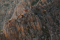 Apennine chamois (Rupicapra pyrenaica ornata) females and kids resting on rocky slope. Endemic to the Apennine mountains. Abruzzo, Italy, July.