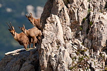 Alerted Apennine chamois (Rupicapra pyrenaica ornata) adult female, kid and yearling (from left to right) looking from behind rock. Endemic to the Apennine mountains. Abruzzo, Italy, July.