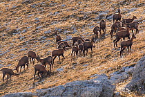 Apennine chamois (Rupicapra pyrenaica ornata) herd on mountain slope. Endemic to the Apennine mountains. Abruzzo, Italy, September.