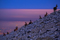 Apennine chamois (Rupicapra pyrenaica ornata) herd resting on altitude plateau of Majella Massif, in moonlight with distant urban lights in the background. Endemic to the Apennine mountains. Majella N...