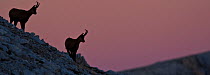 Apennine chamois (Rupicapra pyrenaica ornata) adult males silhouetted against pink dawn sky. Endemic to the Apennine mountains. Abruzzo, Italy, September.
