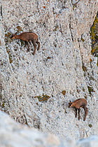 Apennine chamois (Rupicapra pyrenaica ornata) kids grazing on cliff in late summer. Endemic to the Apennine mountains. Abruzzo, Italy, September.