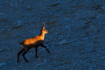 Apennine chamois (Rupicapra pyrenaica ornata) adult male reached by the early morning light. Endemic to the Apennine mountains. Abruzzo, Italy, September.