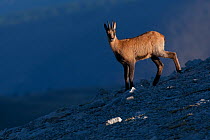 Apennine chamois (Rupicapra pyrenaica ornata) yearling male in early morning light. Endemic to the Apennine mountains. Abruzzo, Italy, September.