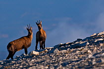 Apennine chamois (Rupicapra pyrenaica ornata) female and yearling in early morning light. Endemic to the Apennine mountains. Abruzzo, Italy, September.