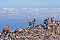 Apennine chamois (Rupicapra pyrenaica ornata) yearlings in early morning light. Endemic to the Apennine mountains. Abruzzo, Italy, September.