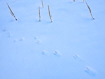 Apennine chamois (Rupicapra pyrenaica ornata) tracks in snow. Endemic to the Apennine mountains. Abruzzo, Italy, November.