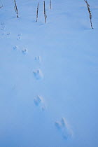 Apennine chamois (Rupicapra pyrenaica ornata) tracks in snow. Endemic to the Apennine mountains. Abruzzo, Italy, November.