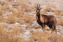 Apennine chamois (Rupicapra pyrenaica ornata) adult male grunting during the rut. Endemic to the Apennine mountains. Abruzzo, Italy, November.