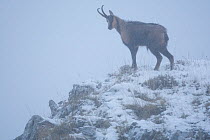 Apennine chamois (Rupicapra pyrenaica ornata) adult male in mist and snow. Endemic to the Apennine mountains. Abruzzo, Italy, November.