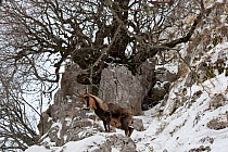 Apennine chamois (Rupicapra pyrenaica ornata) adult male in snow. Endemic to the Apennine mountains. Abruzzo, Italy, November.