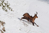 Apennine chamois (Rupicapra pyrenaica ornata) adult male running in snow. Endemic to the Apennine mountains. Abruzzo, Italy, November.