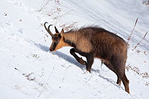 Apennine chamois (Rupicapra pyrenaica ornata) adult male in snow. Endemic to the Apennine mountains. Abruzzo, Italy, November.