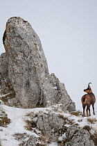 Apennine chamois (Rupicapra pyrenaica ornata) adult male in snowy mountain habitat. Endemic to the Apennine mountains. Abruzzo, Italy, November.