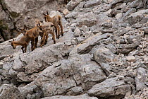 Apennine chamois (Rupicapra pyrenaica ornata) group of kids among rocks. Endemic to the Apennine mountains. Abruzzo, Italy, June.