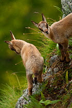 Apennine chamois (Rupicapra pyrenaica ornata) kids. Endemic to the Apennine mountains. Abruzzo, Italy, June.