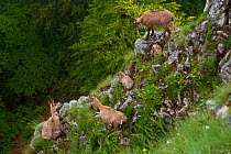Apennine chamois (Rupicapra pyrenaica ornata) females with kids. Endemic to the Apennine mountains. Abruzzo, Italy, June.