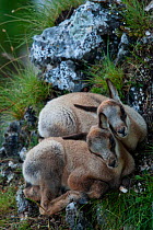 Apennine chamois (Rupicapra pyrenaica ornata) kids on a mountain meadow resting next to each other to keep warm. Endemic to the Apennine mountains. Abruzzo, Italy, June.