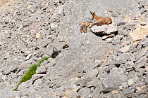 Apennine chamois (Rupicapra pyrenaica ornata) adult female with kid resting on boulder in moraine. Endemic to the Apennine mountains. Abruzzo, Italy, June.