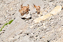 Apennine chamois (Rupicapra pyrenaica ornata) adult females and kids resting on boulder in moraine. Endemic to the Apennine mountains. Abruzzo, Italy, June.