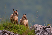 Apennine chamois (Rupicapra pyrenaica ornata) kids. Endemic to the Apennine mountains. Abruzzo, Italy, July.
