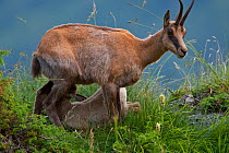 Apennine chamois (Rupicapra pyrenaica ornata) adult female nursing her kid. Endemic to the Apennine mountains. Abruzzo, Italy, July.