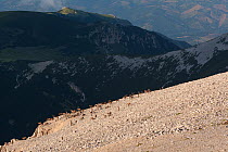 Apennine chamois (Rupicapra pyrenaica ornata) herd on altitude plateau of Majella Massif on a summer evening. Endemic to the Apennine mountains. Majella National Park. Abruzzo, Italy, July.