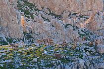 Apennine chamois (Rupicapra pyrenaica ornata) herd of females and kids on altitude plateau of Majella Massif. Endemic to the Apennine mountains. Majella National Park. Abruzzo, Italy, July.
