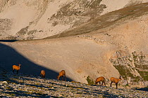 Apennine chamois (Rupicapra pyrenaica ornata) herd on altitude plateau of Majella Massif. Endemic to the Apennine mountains. Majella National Park. Abruzzo, Italy, August.