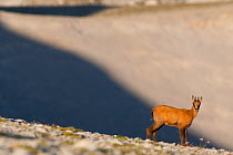 Apennine chamois (Rupicapra pyrenaica ornata) yearling in early morning light. Endemic to the Apennine mountains. Abruzzo, Italy, August.