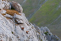 Apennine chamois (Rupicapra pyrenaica ornata) males challenging on extremely steep and smooth rock wall. Endemic to the Apennine mountains. Sibillini NP. Marche, Italy, August.