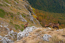 Apennine chamois (Rupicapra pyrenaica ornata) adults mountain habitat. Endemic to the Apennine mountains. Abruzzo, Italy, November.