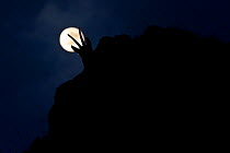 Apennine chamois (Rupicapra pyrenaica ornata) adult silhouetted against full moon. Endemic to the Apennine mountains. Abruzzo, Italy, November.