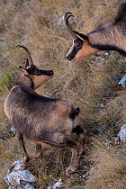 Apennine chamois (Rupicapra pyrenaica ornata) adult male approaching female. Endemic to the Apennine mountains. Abruzzo, Italy, November.