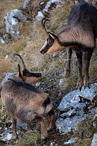 Apennine chamois (Rupicapra pyrenaica ornata) adult male approaching female. Endemic to the Apennine mountains. Abruzzo, Italy, November.