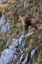 Apennine chamois (Rupicapra pyrenaica ornata) adult male grunting during the rut. Endemic to the Apennine mountains. Abruzzo, Italy, November.
