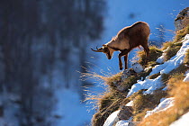Apennine chamois (Rupicapra pyrenaica ornata) adult male. Endemic to the Apennine mountains. Abruzzo, Italy, December.