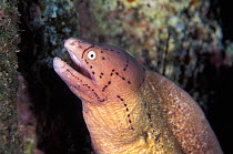 Gemetric morray eel or Grey morray (Gymnothorax griseus) Reunion Island, Indian Ocean.