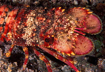 Unidentified juvenile slipper lobster (possibly Scyllarides squammosus - the Blunt Slipper Lobster), Reunion Island, Indian Ocean.