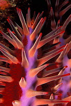 Detail of the suckers of Crown of thorn starfish (Acanthaster planci) Reunion Island, Indian Ocean.