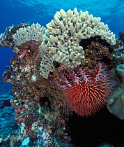 Crown of thorn stafish / seastar (Acanthaster planci) on reef, Reunion Island, Indian Ocean.