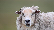 Domestic sheep (Ovis aries) chewing, Shetland Isles, Scotland, UK, July.
