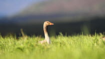 Greylag goose (Anser anser) vocalising in a field, with other individuals in the background, Caithness, Scotland, UK, June.