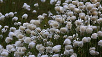 Cottongrass (Eriophorum) blowing in a gentle breeze, Cairngorms National Park, Scotland, UK, May.