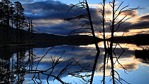 Trees reflected on the surface of Loch Mallachie at sunset, Cairngorms National Park, Scotland, UK, November.